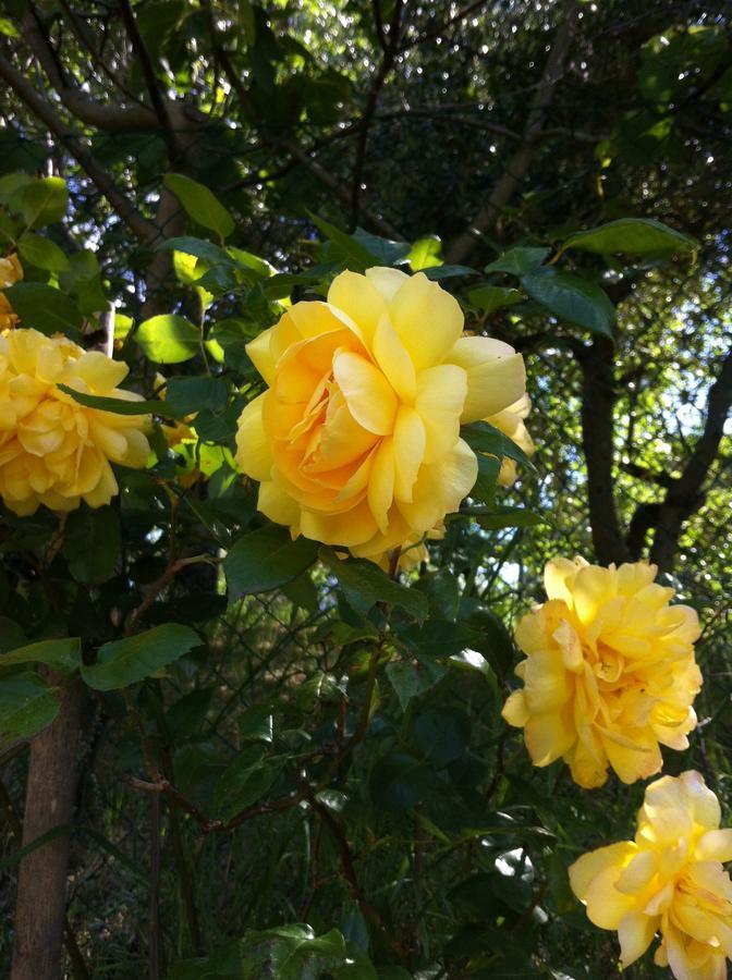 B&B Ca Biocco Sogliano al Rubicone 外观 照片
